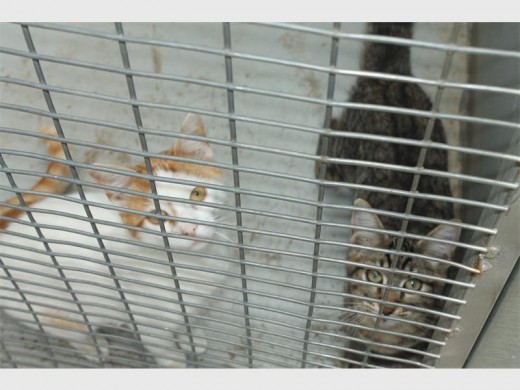 Meow, please give me a home, cries the eight cats still stuck at the SPCA.