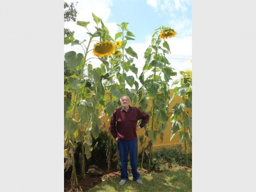 Die sonneblomme in Ernst Kruger se tuin is dubbel sy lengte.