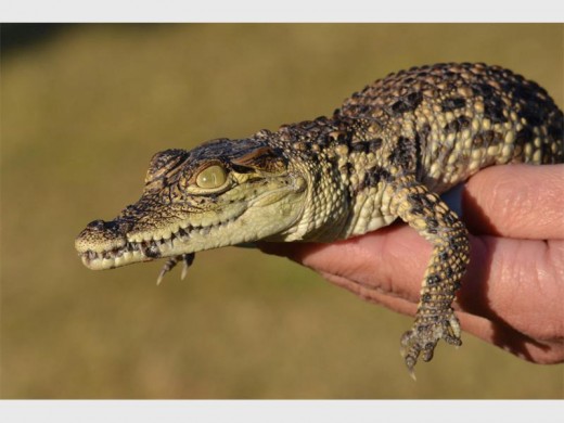 Visit Croc City during the Easter holidays.