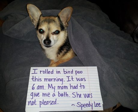 dog-shaming-1384354911-view-0