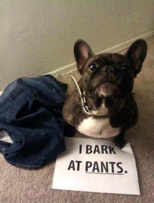 dog-shaming20