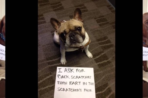 [VIDEO]: 14 Hilarious dog shaming pics