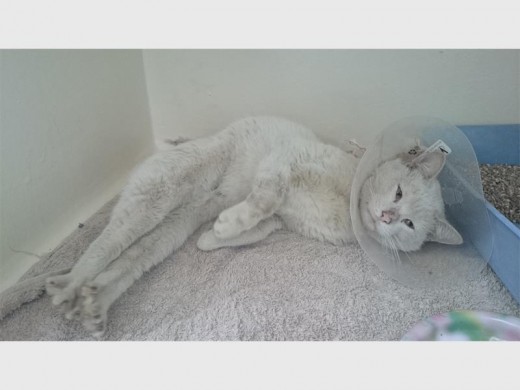 On the road to recovery. This white cat is doing really well after having his tail amputated.
