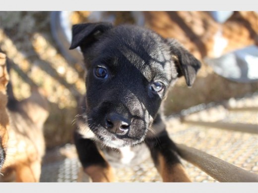 The animls at Fora are the masters of 'Awwww..."
