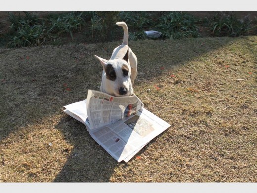 This Bull Terrier, wrongly known as an agressive dog, seems to like reading the paper while taking a stroll outside his cage.