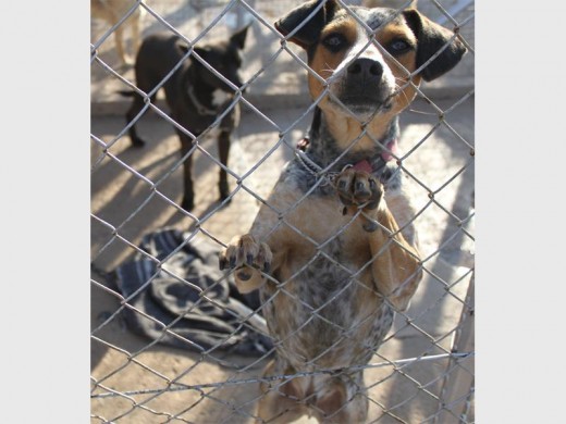 Fleece blankets are preferred, as the dogs tend to easily shred other material blankest to pieces while in a game of tug-and-war.