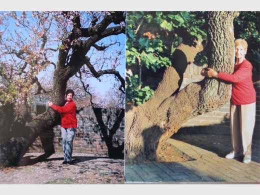 Links: Bokkie in 2005 en dan in 2008. Sy hou die tak van die appelkoosboom vas. Hierdie tak het 'n omtrek van 1,8 meter.