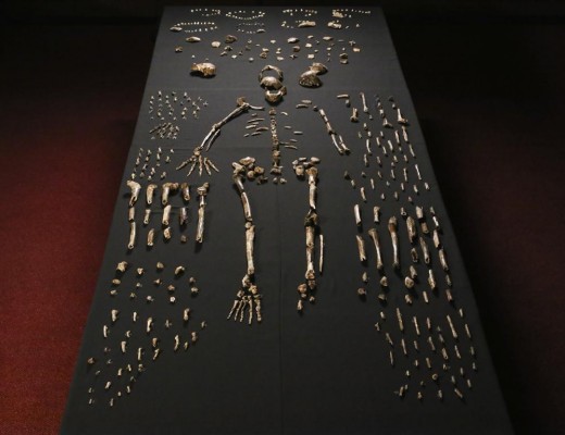 Homo naledi.