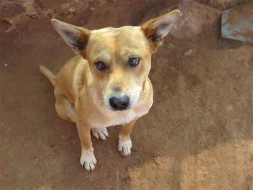 Cody is one of the stray dogs that made 9th Day their new home.