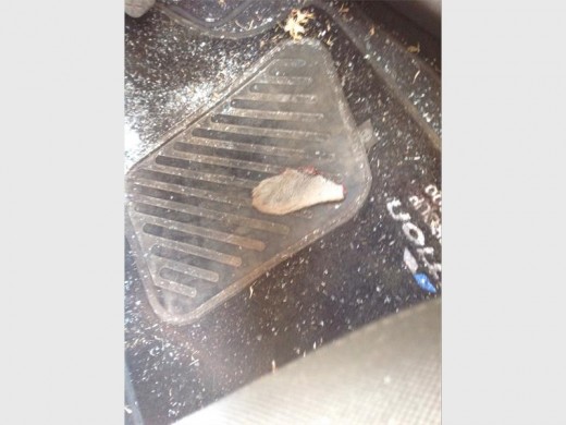 Christa found this ear inside her car after impact.