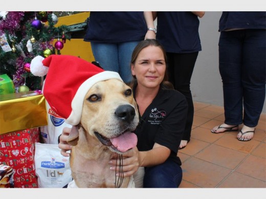 Bismarck is recovering well after he possibly was used as a bait dig. Here he is with his rescuer, Charmaine.