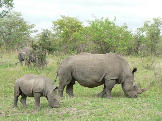 It takes five to seven years for female rhinos to reach sexual maturity, and when they do, they can give birth any time of year. Rhinos are pregnant for 15-16 months. However, females only give birth every two to four years. Calves tend to stay with their mothers until the next calf is born. Then they mostly live a solitary life.