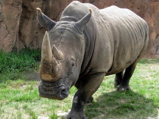 The Save the Rhino Organisation said the name rhinoceros means ‘nose horn’ and is often shortened to rhino. It comes from the Greek words rhino (nose) and ceros (horn).