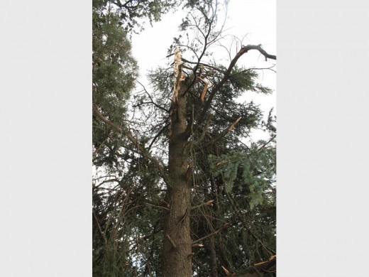 The blue gum tree was hit by lightning yesterday.