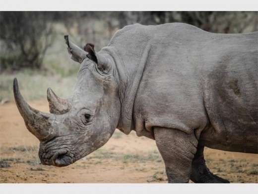 According to the World Wildlife Organisation at least two rhinos are killed every day because of the mistaken belief that their horns cure fevers, blood disorders, cancers and hangovers. Yet, rhino horns are made of the same material as human fingernails and hair.