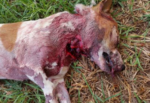 Geliefde Milo verskeur deur rondloper honde in die straat.