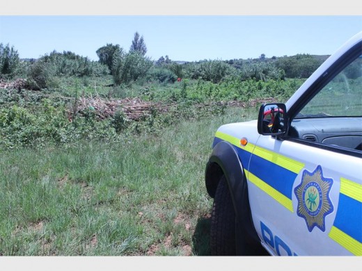 The open field where the body was discovered among wild dagga plants and other weeds.