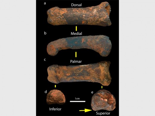 New hominin finger bone found at the Sterkfontein Caves. Photo: Jason Heaton.