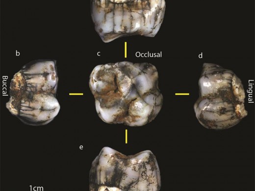 New hominin molar found at the Sterkfontein Caves. Photo: Jason Heaton.
