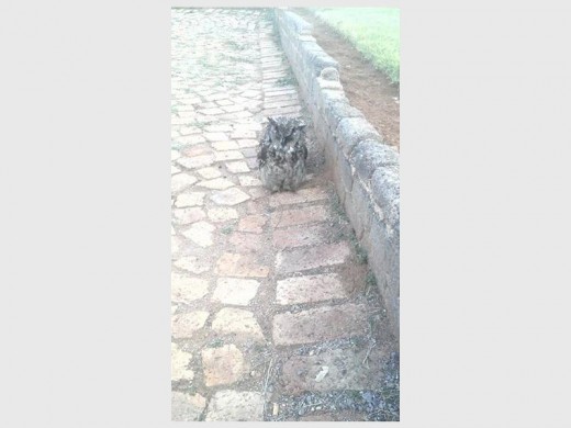 Pictures taken by Corlette Ernst who discovered the sick owl on her property in Krugersdorp West.