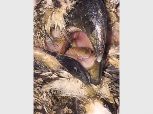 Mia the Dancing Queen had a bad infection in its beak and is currently receiving treatment for a suspected infection.