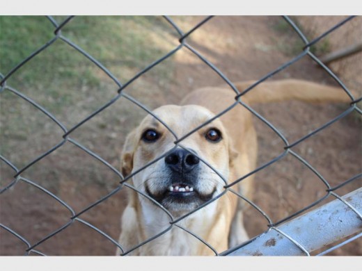 It may be cold outside, but this shelter dog's spirit is not dampened.