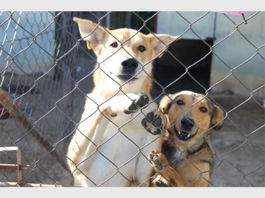 Two dogs at Fora were more than happy to pose for a photograph.
