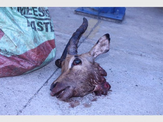 The popped out eye of the Impala suggests the animal had been strangled to death.