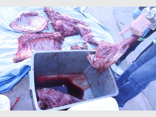 Fresh meat was found in the vehicle of the suspect who was arrested earlier this morning.