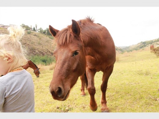 A friendly horse greets the children in the kloof at this year's CPF Kloof Walk.