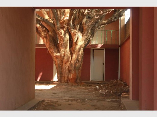 Urban legend has it that President Paul Kruger once sat under this very tree to sign some documents.