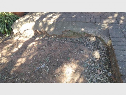 The soil erosion near the front door. The excessive shade prevents the grass from growing, and the soil washes away.