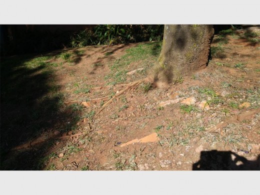 The embankment, which was previously covered in lush, mowable lawn has eroded so much that the roots of the trees are now exposed.