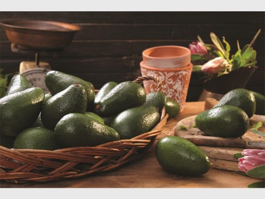 FVCtv_Avos_Landsca_21460