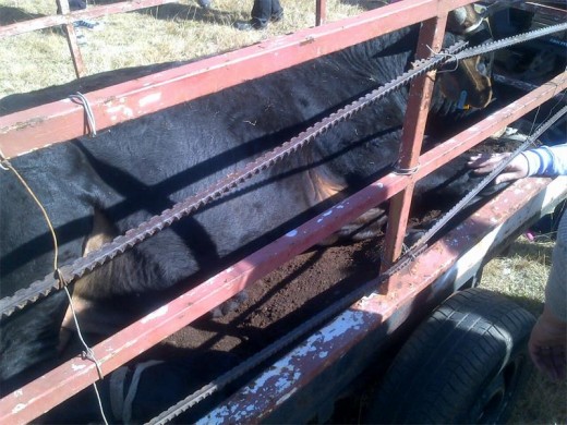 The bull after it was sedated. Photo supplied.