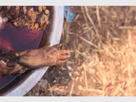 A man picked up the cloth covering a metallic bowl, revealing the butchered body of a porcupine that was about to be cooked.