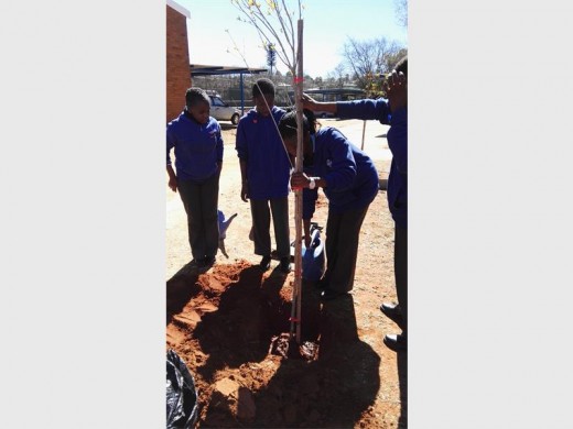 Some of the pupils planting a tree.