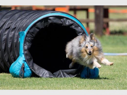 Volt, a Shetland Sheepdog and his owner Alett Reed, a Basic Life Support paramedic qualified for the FCI World Agility Championships in Spain. Photo: Supplied