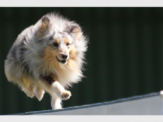 Volt, a Shetland Sheepdog and his owner Alett Reed, a Basic Life Support paramedic qualified for the FCI World Agility Championships in Spain. Photo: Supplied