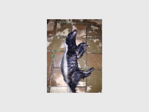 The honey badger which attacked a couple and their dogs. Photo: Submitted.