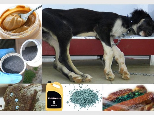 CPFs in Krugersdorp have noticed that within a month nearly 10 dogs were poisoned and in most instances motorcycles were stolen from the properties shortly afterwards. Photo: Compiled by Craig Micheal.