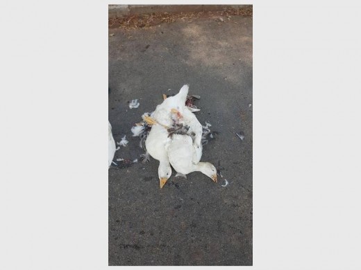 Two of the dead birds. Photo: Facebook.