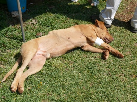 One of the furry animals waiting to be spayed.