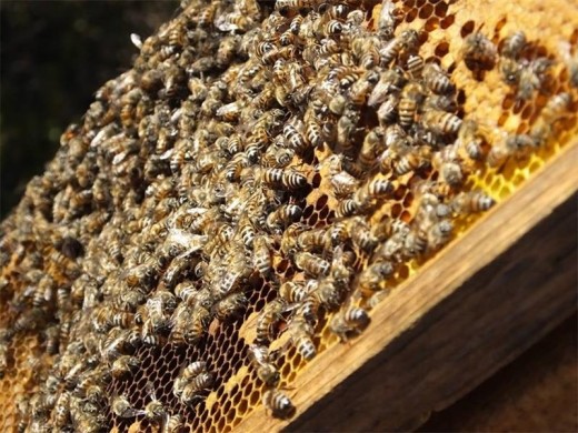 Bees are responsible for 80 per cent of the world's food because of the pollination they do. Sadly their numbers have declined significantly and we could be without them soon if we don't act now. Photo: Supplied