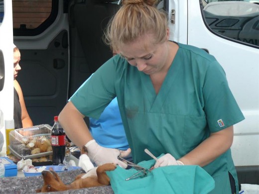 One of the veterinarians busy spaying a dog.