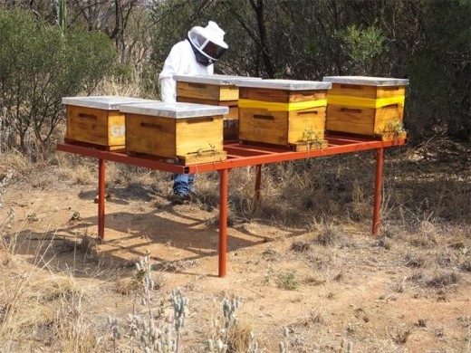 Beekeeper Johann Marx places sponsored bee-hives on a pedestal to keep them from being attacked by insects and badgers and to keep rainwater from flooding them. Photo: supplied