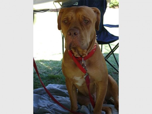 Simba, an American pit bull, enjoyed the company of the other furry children.