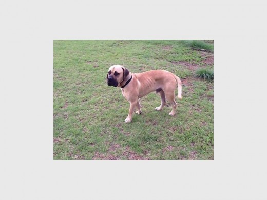 One of the dogs gone missing in Krugersdorp. Photo: Facebook.