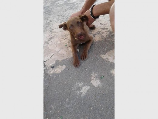 This scared little guy was found roaming the streets of Krugersdorp. Photo: Facebook.