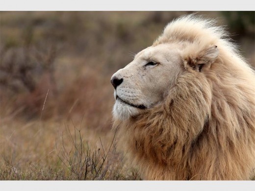 Indulge in the majestic lion while taking a guided tour through the property.